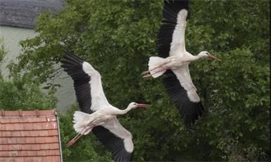 Zwei Weißstörche heben ab: Für die Zugvögel beginnt die Reise in den Süden.