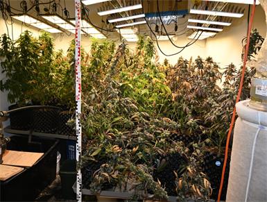 Zwei aktive Cannabis-Indoorplantagen konnten in der Wohnung sichergestellt werden.